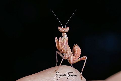 Mini flower mantis  Geotagged,Indonesia,Spring