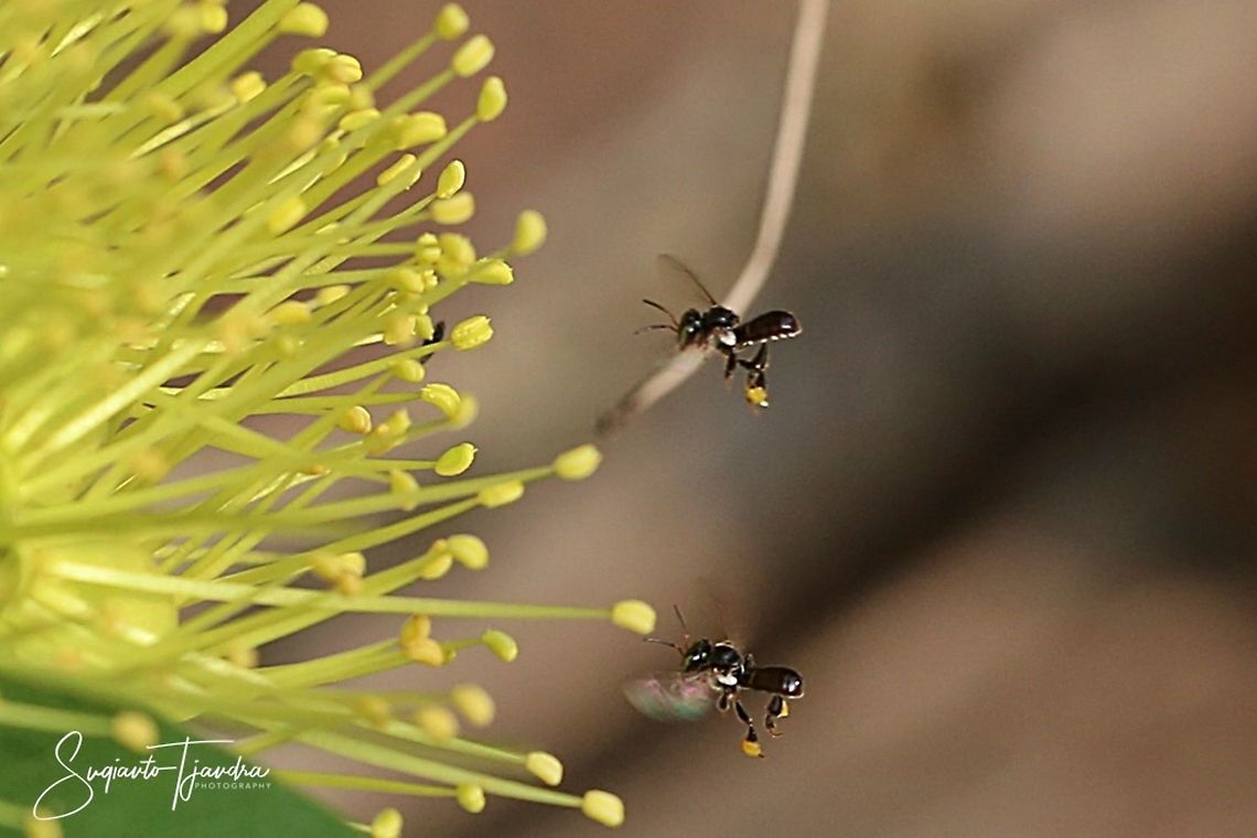Stingless honey bee (Meliponini)  Geotagged,Indonesia,Spring