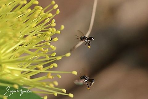 Stingless honey bee (Meliponini)  Geotagged,Indonesia,Spring