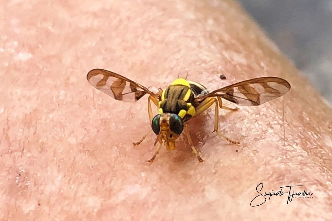 Oriental fruit fly, Bactrocera Dorsalis  Bactrocera dorsalis,Geotagged,Spring