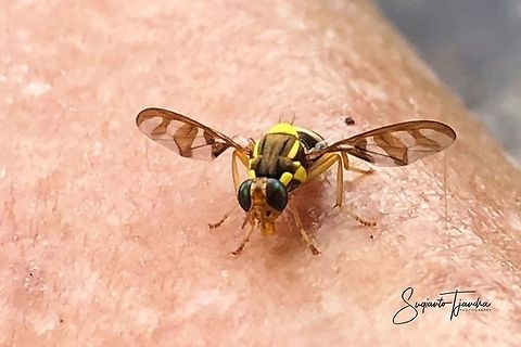 Oriental fruit fly, Bactrocera Dorsalis  Bactrocera dorsalis,Geotagged,Spring