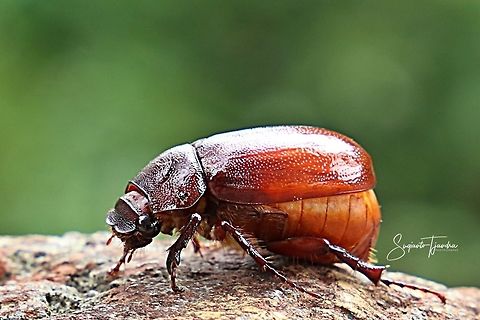 Coleoptera-Scarabaeidae-Phyllophaga-May Beetles  Geotagged,Indonesia,Spring