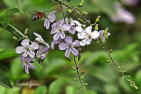Golden Dewdrop flower, Sinyo Nakal (Duranta erecta) w/Blue-banded bee (Amegilla cingulata) female  Geotagged,Indonesia,Spring