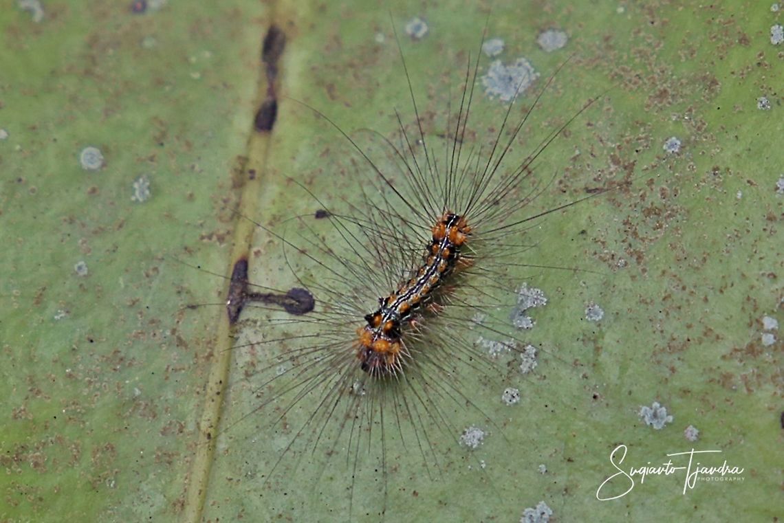 Hairy Caterpillar  Geotagged,Indonesia,Spring