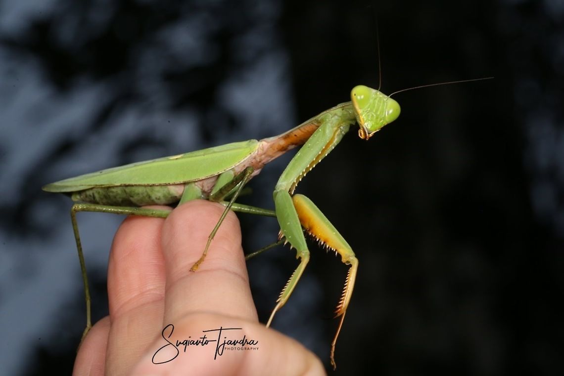 Praying Mantis/Giant Asian Mantis, Hierodula sp.  Asian mantis,Geotagged,Hierodula patellifera,Indonesia,Spring