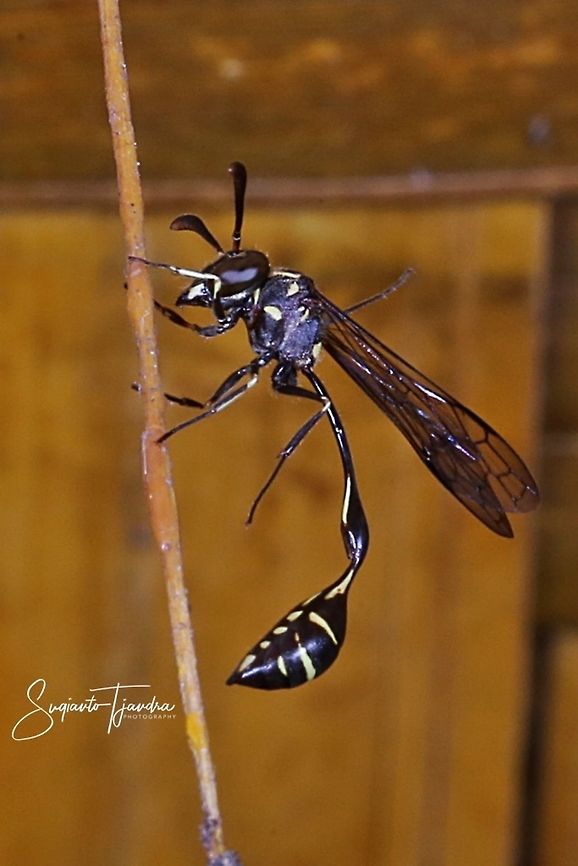 Potter Wasp  Geotagged,Indonesia,Spring