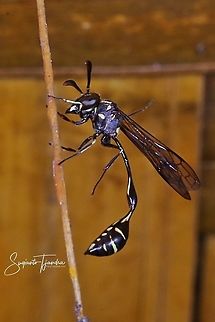 Potter Wasp  Geotagged,Indonesia,Spring