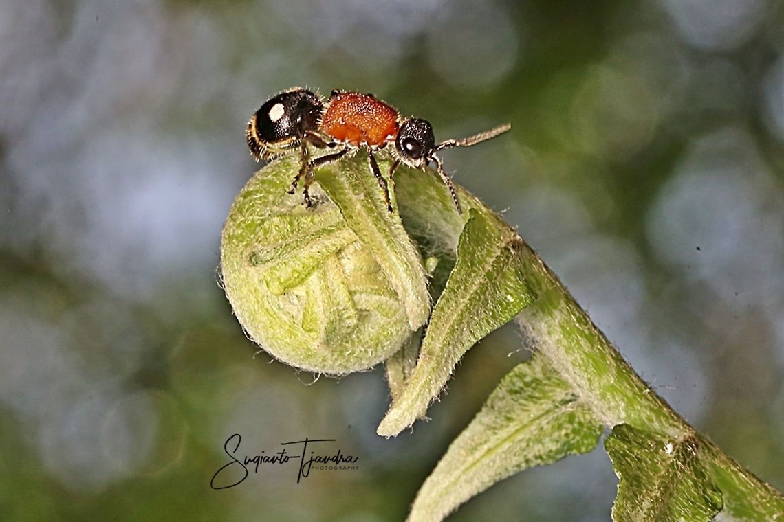 Velvet Ant Wasp (MUTILLIDAE)  Geotagged,Indonesia,Spring
