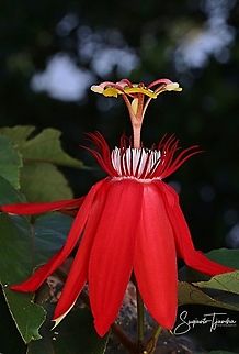 The Crimson Passion Flower, PassifloraVitifolia (Passifloraceae)  Geotagged,Indonesia,Passiflora vitifolia,Perfumed passionflower,Winter