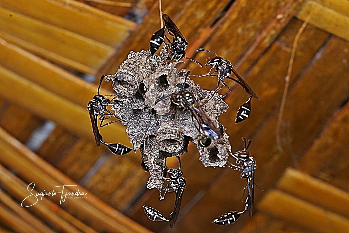 Potter Wasp  Geotagged,Indonesia,Spring