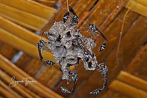 Potter Wasp  Geotagged,Indonesia,Spring