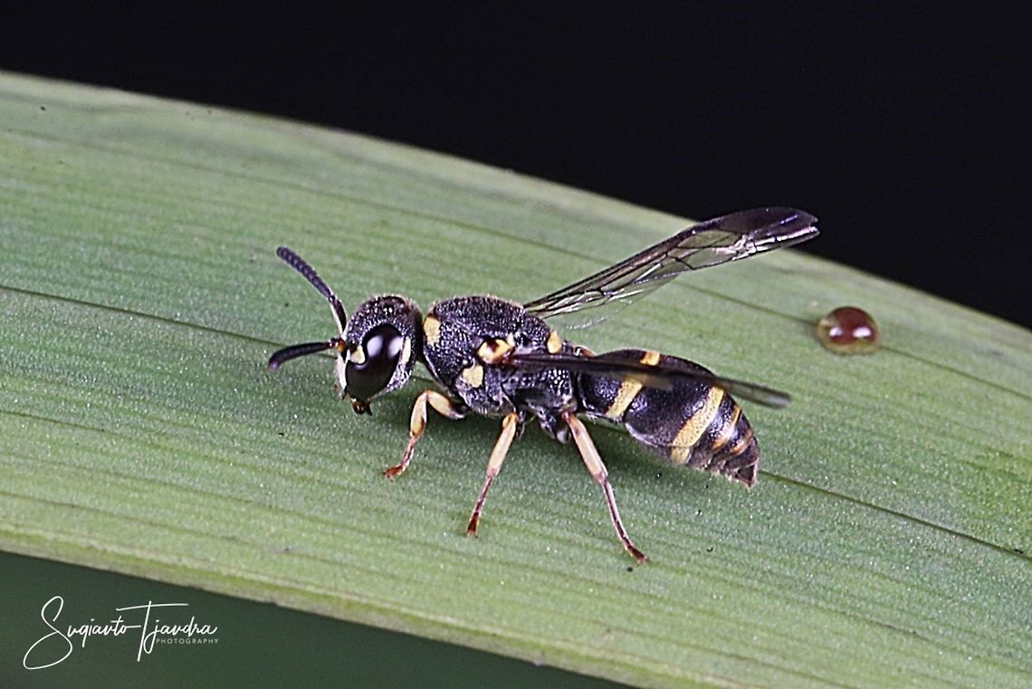 Mason Wasp - Ancistrocerus catskill (???)  Geotagged,Indonesia,Spring