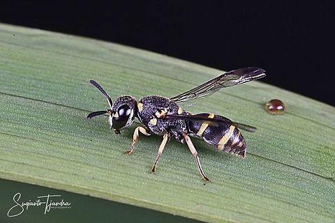 Mason Wasp - Ancistrocerus catskill (???)  Geotagged,Indonesia,Spring