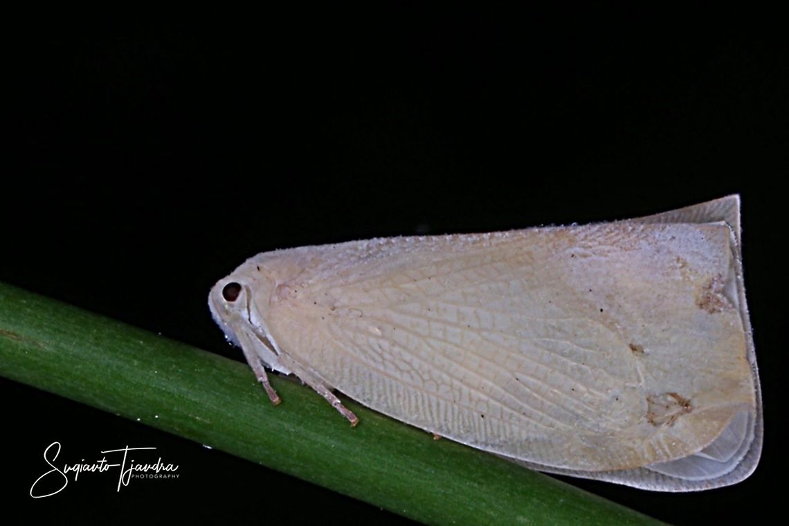 White Planthopper, Flatormenis proxima  Flatormenis proxima,Geotagged,Indonesia,Northern flatid planthopper,Spring