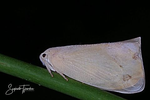 White Planthopper, Flatormenis proxima  Flatormenis proxima,Geotagged,Indonesia,Northern flatid planthopper,Spring