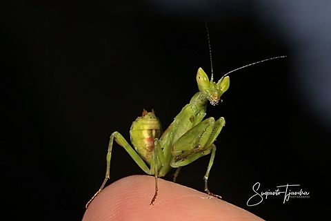 Green mini Flower mantis, Creobroter pictipennis  Creobroter Sp,Creobroter pictipennis,Geotagged,Indonesia,Spring