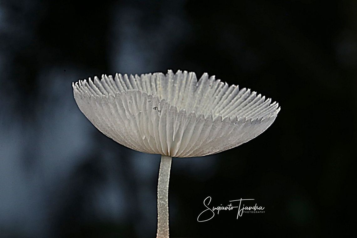 Mushrooms  Geotagged,Indonesia,Spring