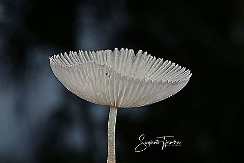 Mushrooms  Geotagged,Indonesia,Spring