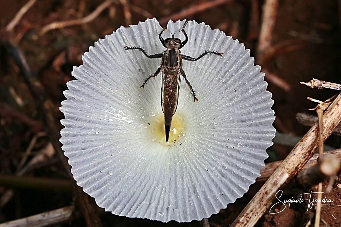 Black Robber fly  Geotagged,Indonesia,Spring
