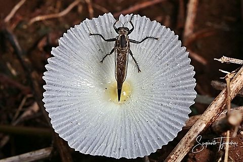 Black Robber fly  Geotagged,Indonesia,Spring