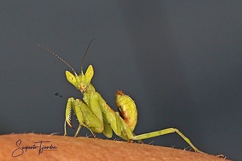 Green mini Flower mantis, Creobroter pictipennis  Creobroter Sp,Creobroter pictipennis,Geotagged,Indonesia,Spring
