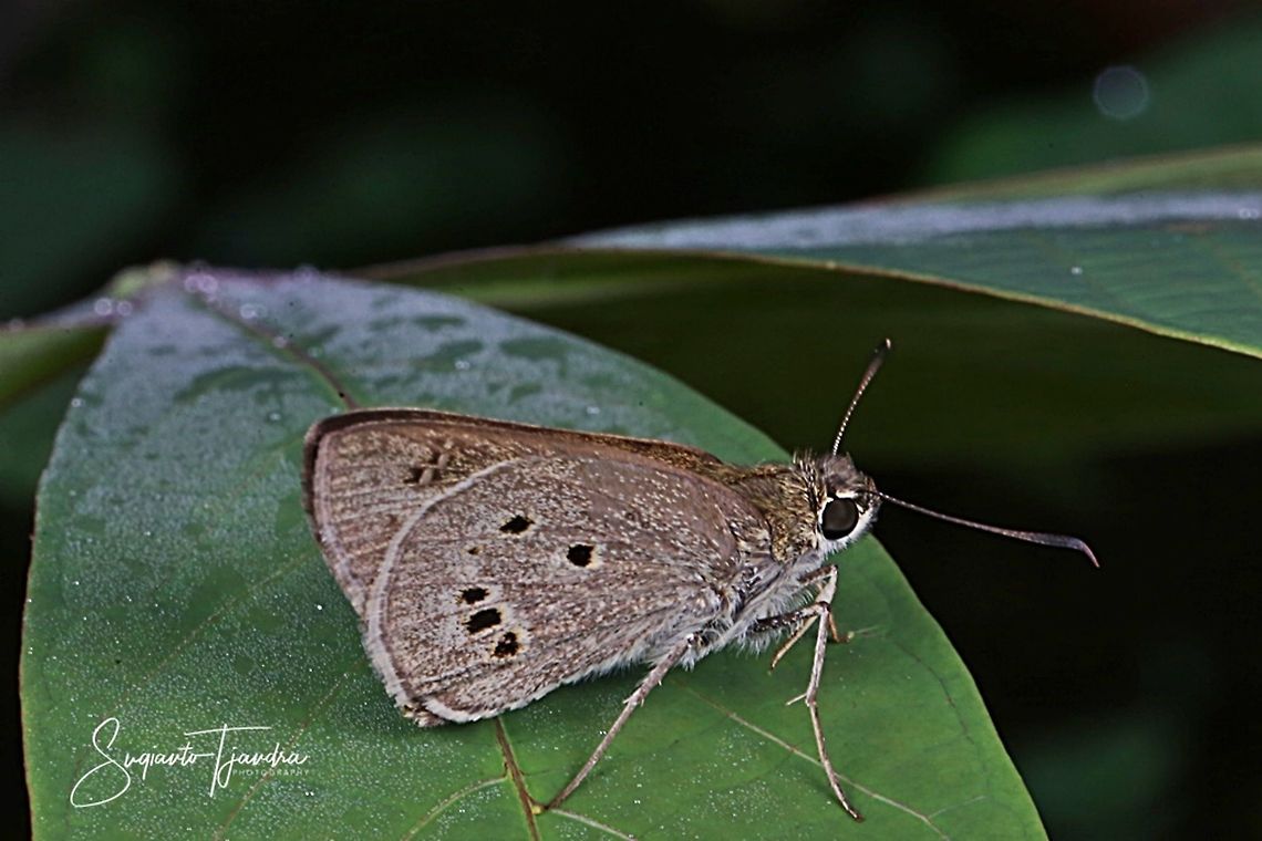 Skipper butterfly  Geotagged,Indonesia,Spring