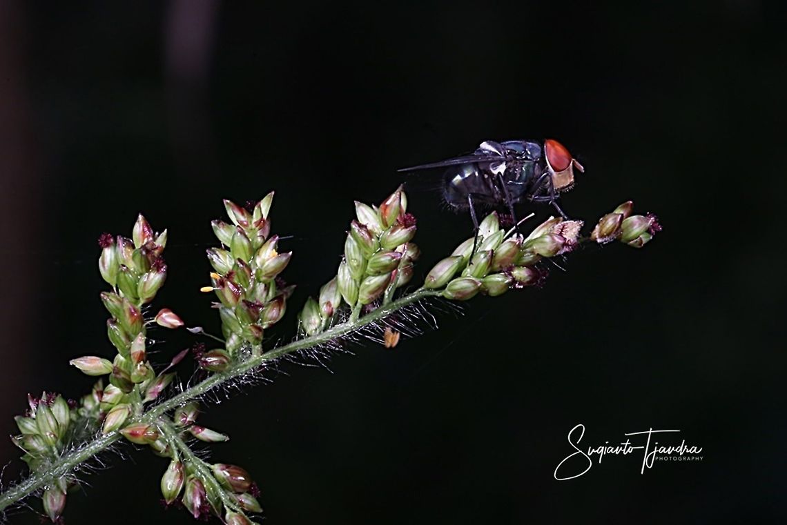 Green bottle fly, lucilia caesar (Calliphoridae)  Geotagged,Indonesia,Spring