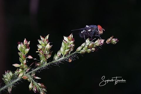 Green bottle fly, lucilia caesar (Calliphoridae)  Geotagged,Indonesia,Spring