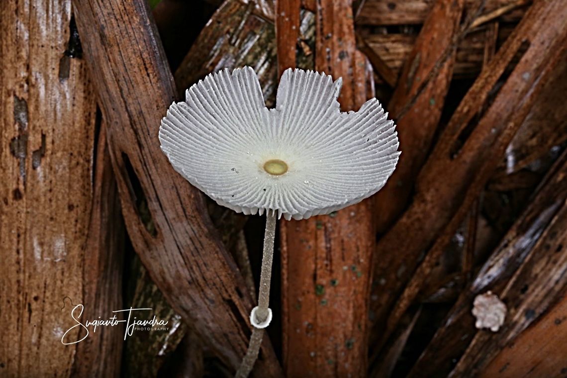 Mushrooms  Geotagged,Indonesia,Spring