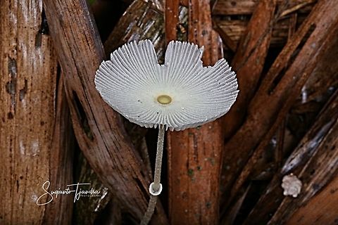 Mushrooms  Geotagged,Indonesia,Spring
