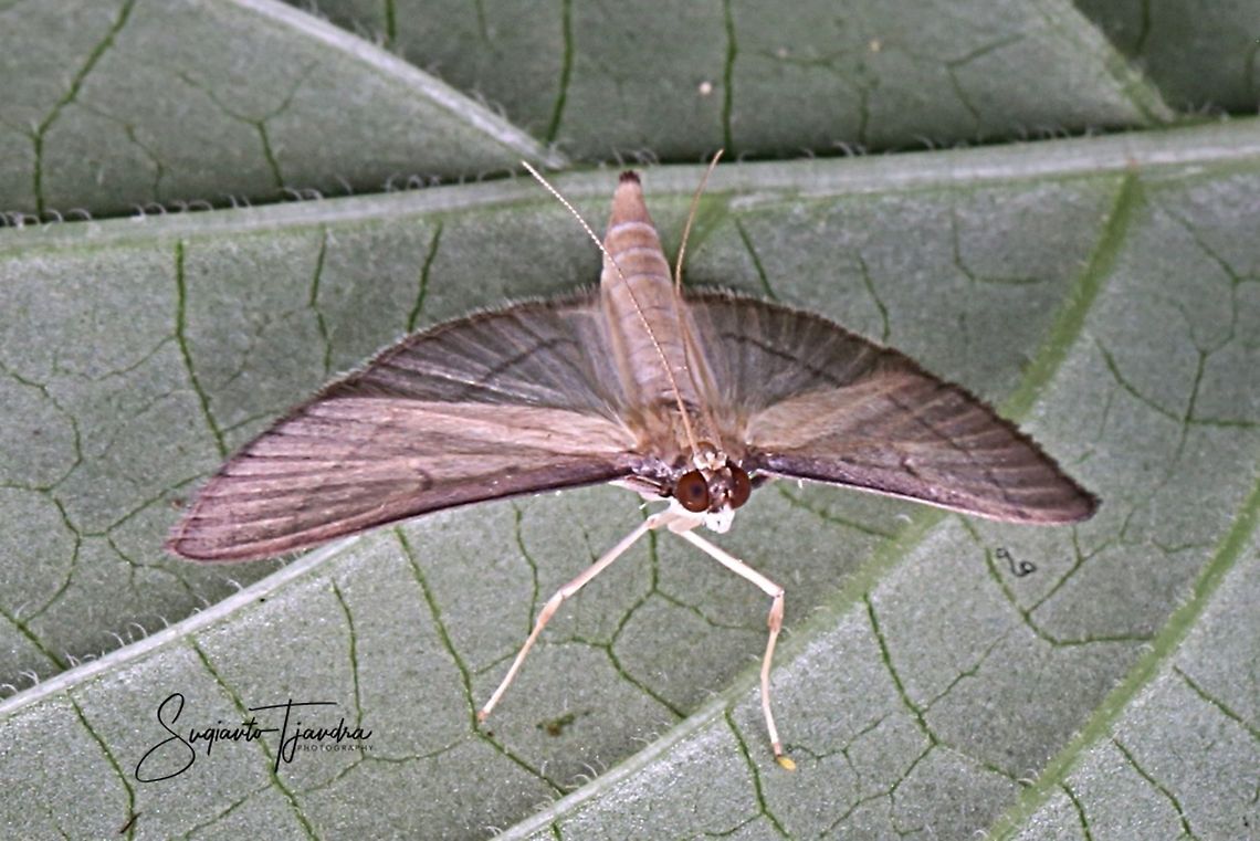 Moth (Unknown ID)  Geotagged,Indonesia,Spring