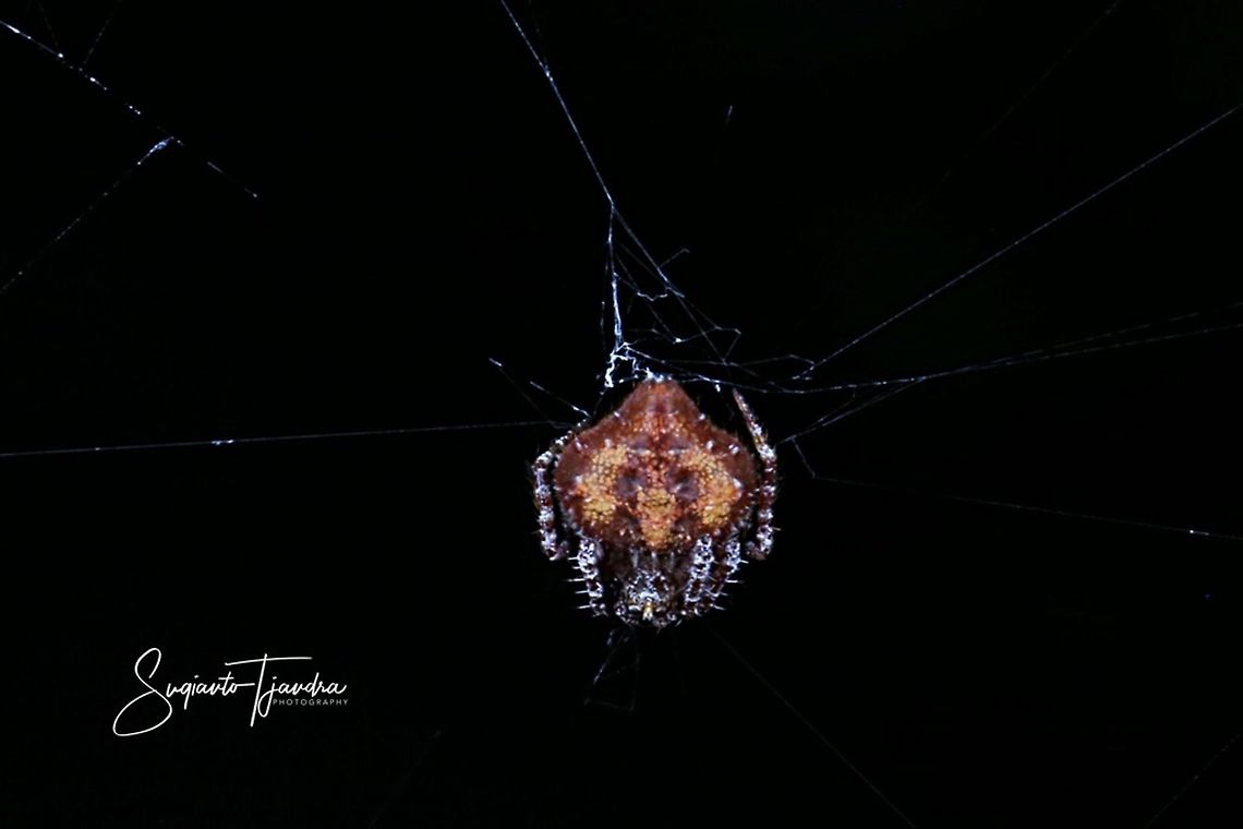 Orb Weaver Spider  Geotagged,Indonesia,Spring