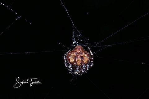 Orb Weaver Spider  Geotagged,Indonesia,Spring