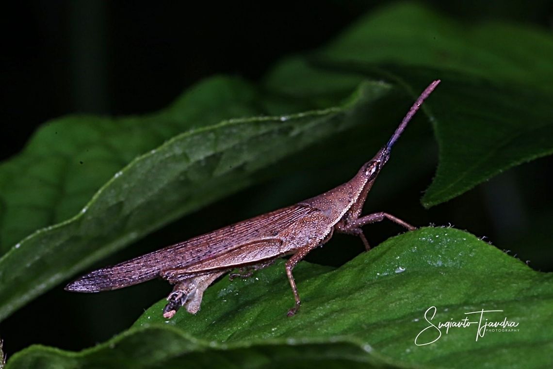 Brown Vegetable grasshopper-Atractomorpha similis Sp  Atractomorpha similis,Geotagged,Indonesia,Spring