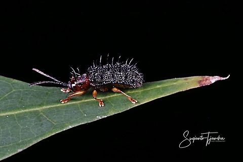 Spiny Leaf Beetle (Rice Hispa)  Geotagged,Indonesia,Spring