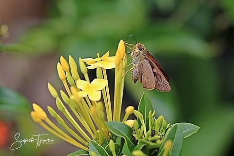 Skipper Butterfly  Geotagged,Indonesia,Spring