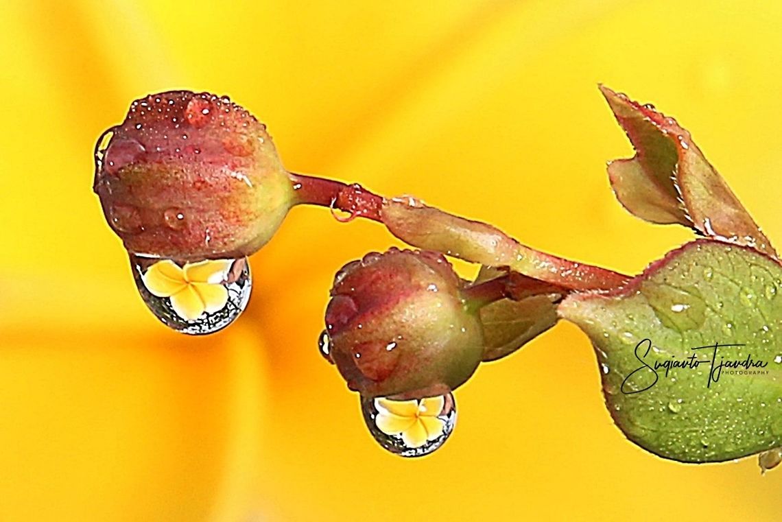 Plumeria flower (Apocynaceae) inside morning dew drops  Geotagged,Indonesia,Spring