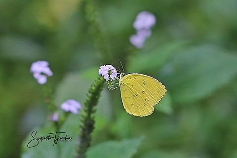 Three-spot grass yellow, Eurema blanda  Eurema blanda,Geotagged,Indonesia,Spring,Three-spot grass yellow