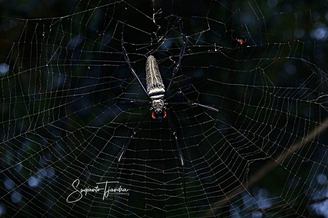 NEPHILA SPIDER  Geotagged,Indonesia,Spring
