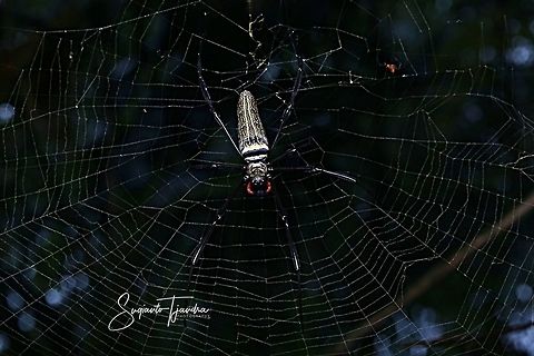 NEPHILA SPIDER  Geotagged,Indonesia,Spring
