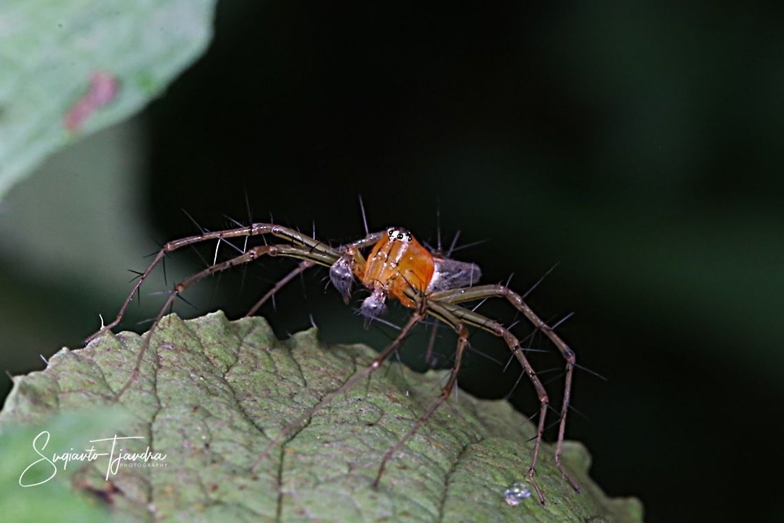 Male striped lynx spider (Oxyopes salticus)  Geotagged,Indonesia,Oxyopes salticus,Spring