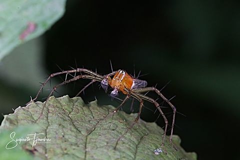 Male striped lynx spider (Oxyopes salticus)  Geotagged,Indonesia,Oxyopes salticus,Spring