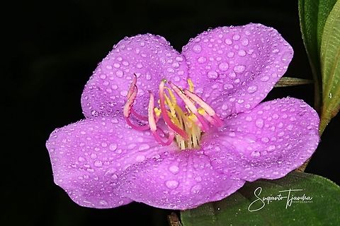 Princess Flower, Tibouchina urvilleana (Melastomataceae Sp)  Geotagged,Indonesia,Spring,Tibouchina urvilleana
