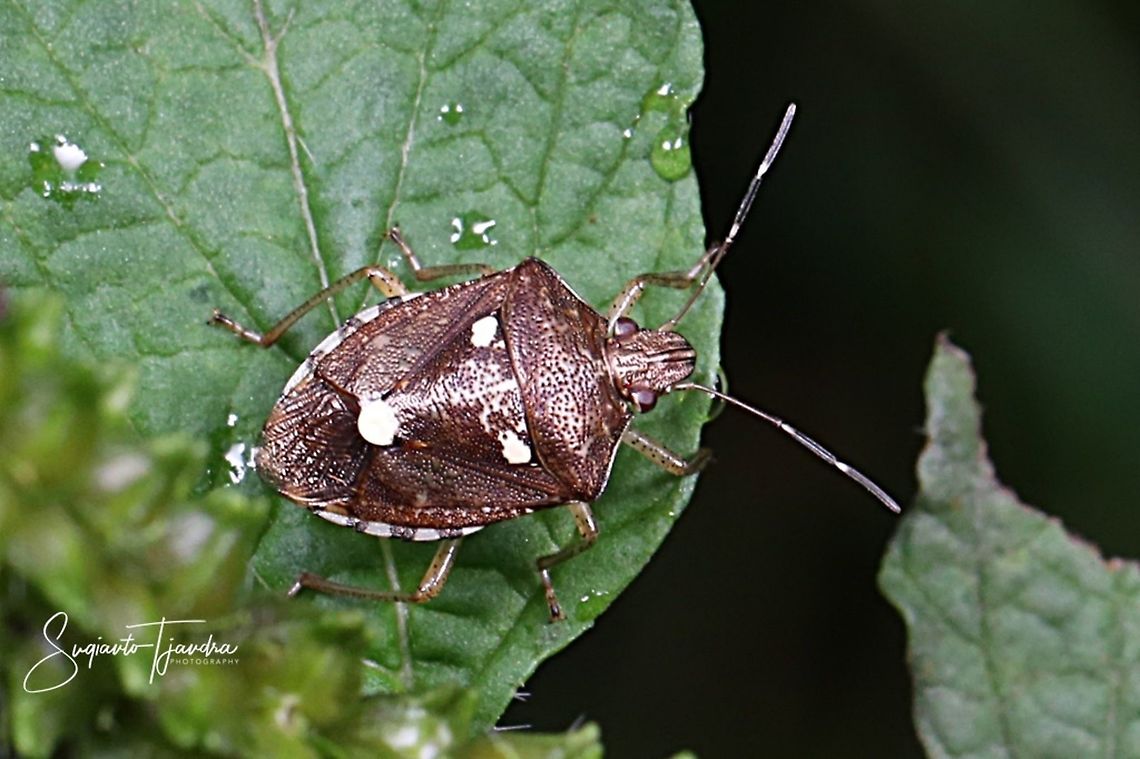 Brown marmorated stink bug, Pentatomidae  Geotagged,Indonesia,Spring