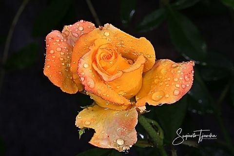 Rose  Geotagged,Indonesia,Spring