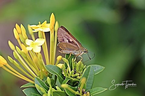 Skipper Butterfly  Geotagged,Indonesia,Spring