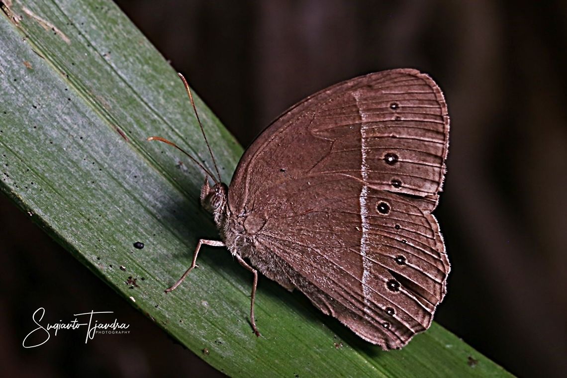 Mycalesis perseoides (Burmese Bushbrown)  Geotagged,Indonesia,Mycalesis perseoides,Pachmarhi bushbrown,Spring