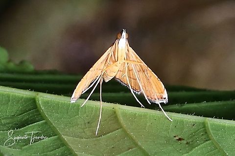 Moth (unknown species)  Geotagged,Indonesia,Spring
