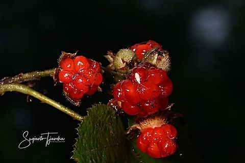 A white tiny bug at the unknown fruit of bushes  Geotagged,Indonesia,Spring