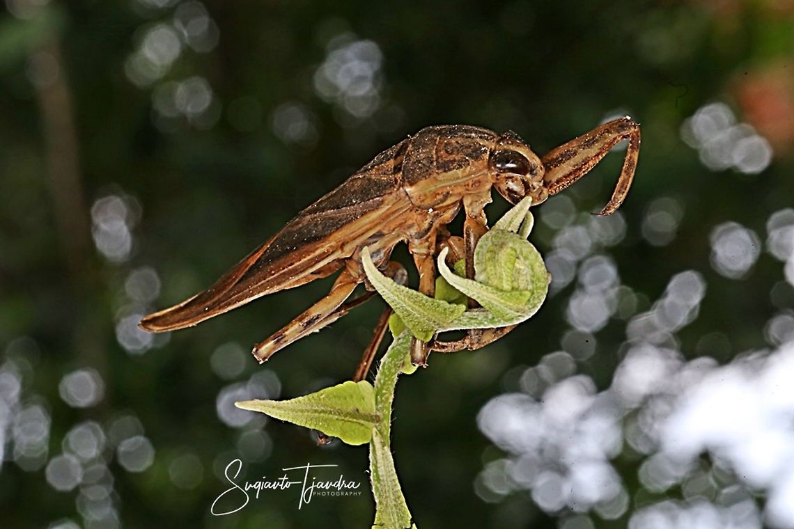 Giant Water Bug  Geotagged,Indonesia,Spring